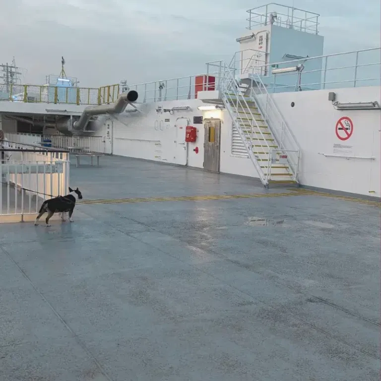 keltai is klaipedos su gyvūnu